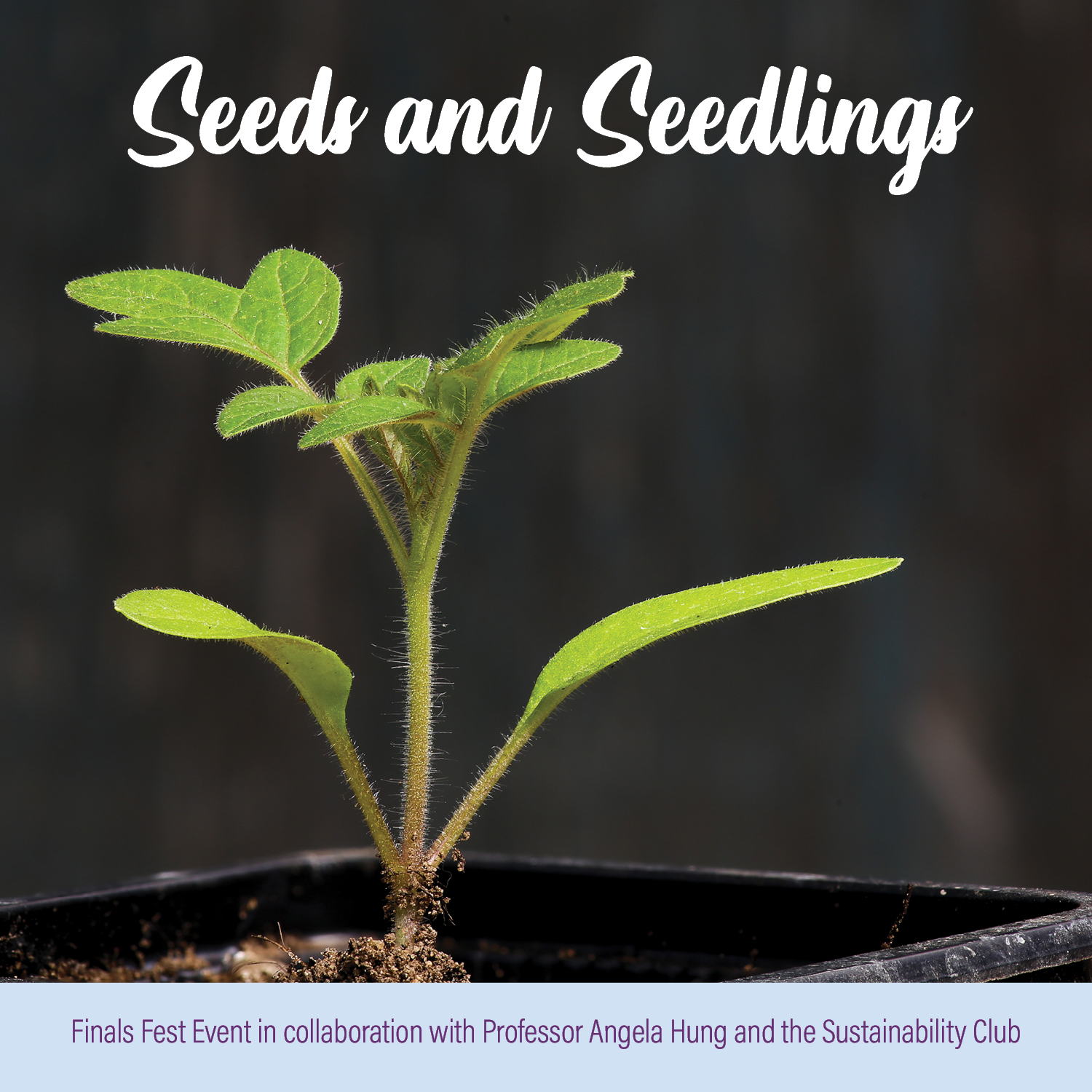 This image reads, 'seeds and seedlings' in a cursive, white font. There is an image of a seedling over a black background. The bottom reads, 'Finals fest in collaboration with Professor Angela Hung and the Sustainability Club.' in a purple, all-caps font. 